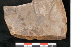 Foto (Detailansicht) von Neuropteris pteroides Goeppert (NHMW-GEO-2024-0188-10675)